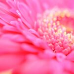 アットベリーの販売店は?薬局など市販ではどこで買える?