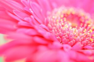 アットベリーの販売店は？薬局など市販ではどこで買える？