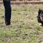 ドッグフード工房の販売店や実店舗は？最安値は市販と通販どっち？