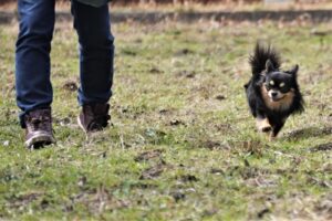 ドッグフード工房の販売店や実店舗は？最安値は市販と通販どっち？