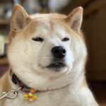 ブッチ(ドッグフード)の販売店や取扱店舗は？最安値はどこ？