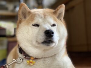 ブッチ(ドッグフード)の販売店や取扱店舗は？最安値はどこ？