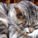 ぐっすりずむの販売店は?薬局やツルハ,マツキヨでは売っている?