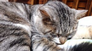 ぐっすりずむの販売店は？薬局やツルハ,マツキヨでは売っている？