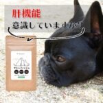 サミーフィッシュの販売店や市販情報!最安値はどこか比較!
