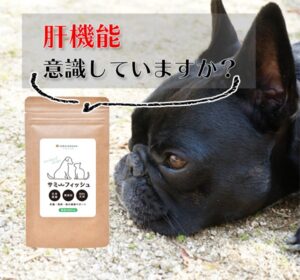 サミーフィッシュの販売店や市販情報！最安値はどこか比較！